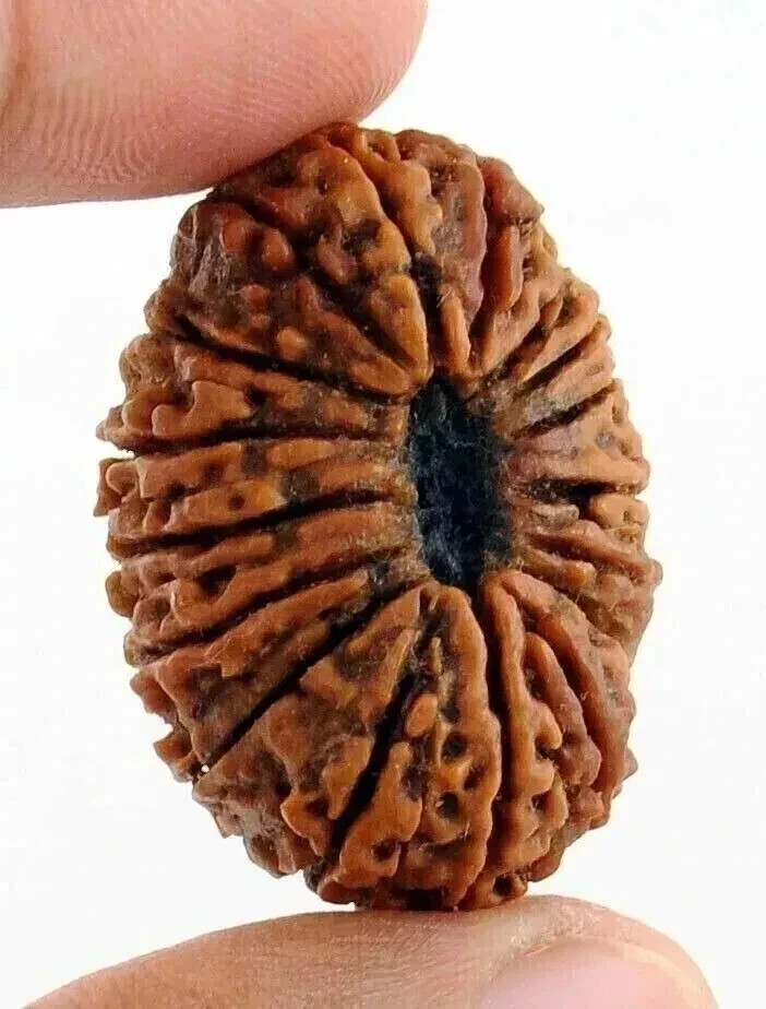 17 Mukhi Rudraksha Seventeen Face Rudraksh Hindu Sacred Bead Rare 