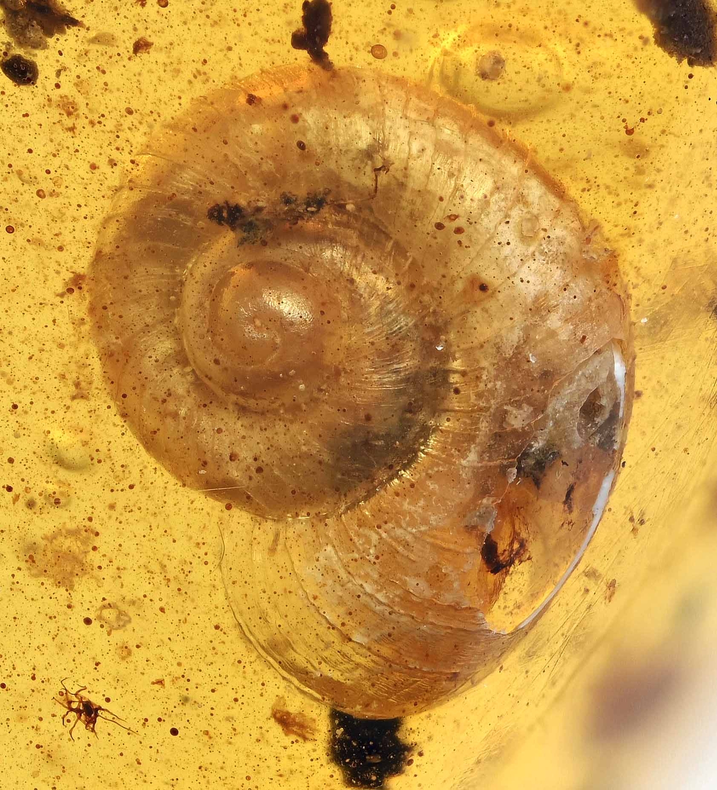 Scarce Gastropoda (Land Snail), Fossil Inclusion in Burmese Amber