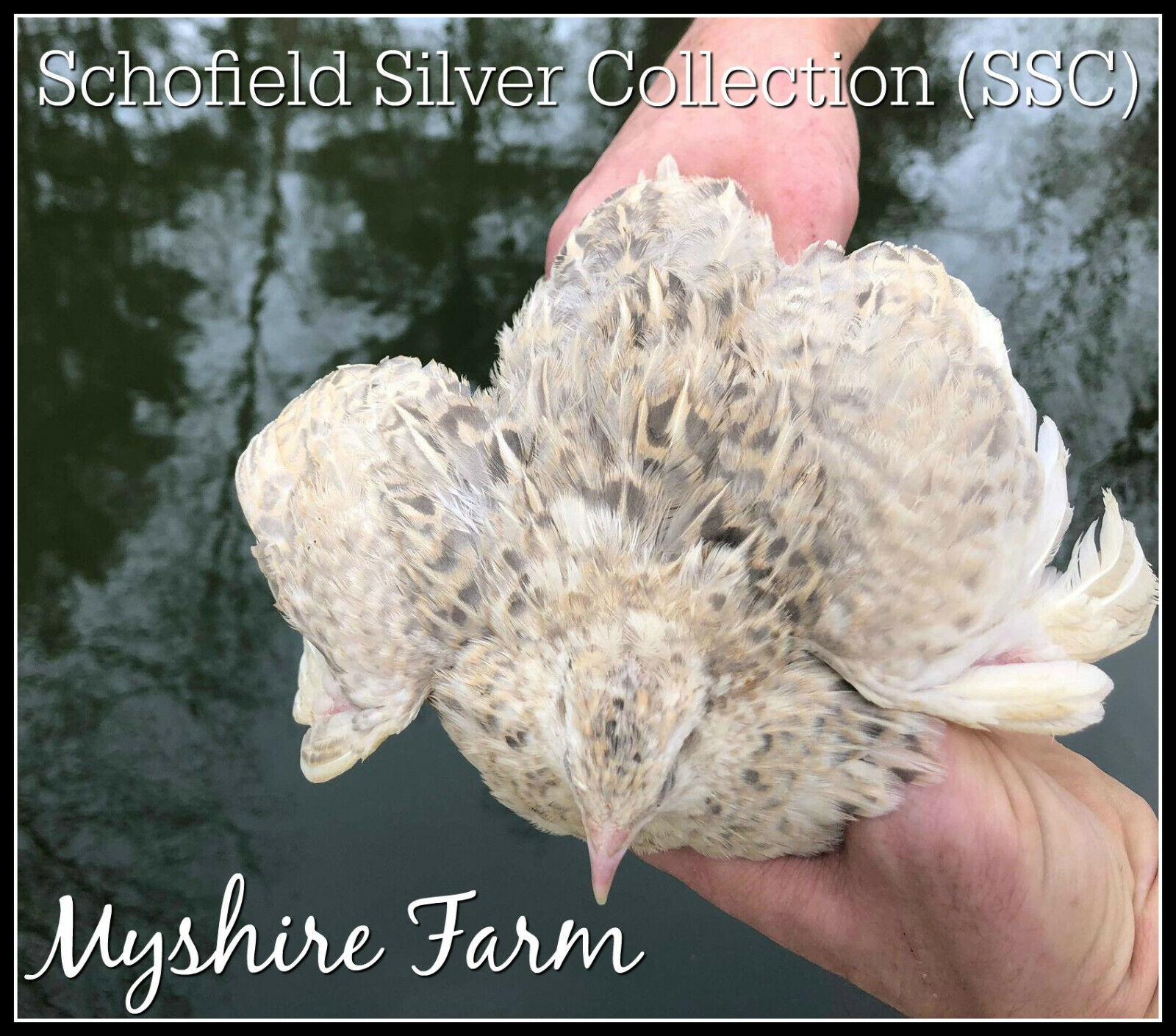 110+SSC (Silver) Coturnix Quail hatching Eggs By Myshire SO MANY VARIETIES