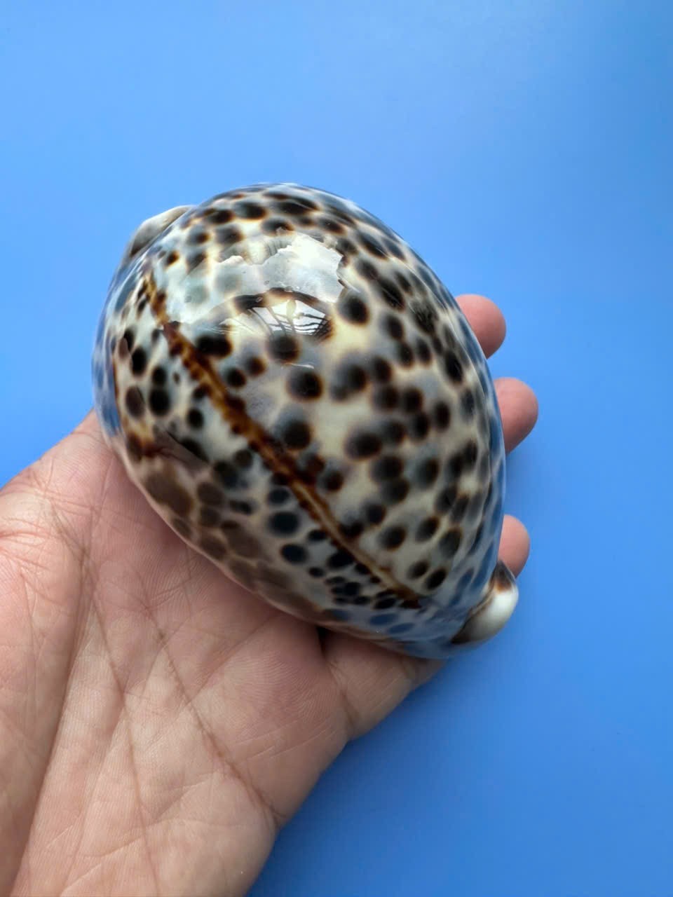 101.1mm | Cypraea Tigris Pardalis | F+++ GEM |CREAM BLUE Color | Beautiful shell 101.1mm | Cypraea Tigris Pardalis | F+++ GEM |CREAM BLUE Color | Beautiful shell