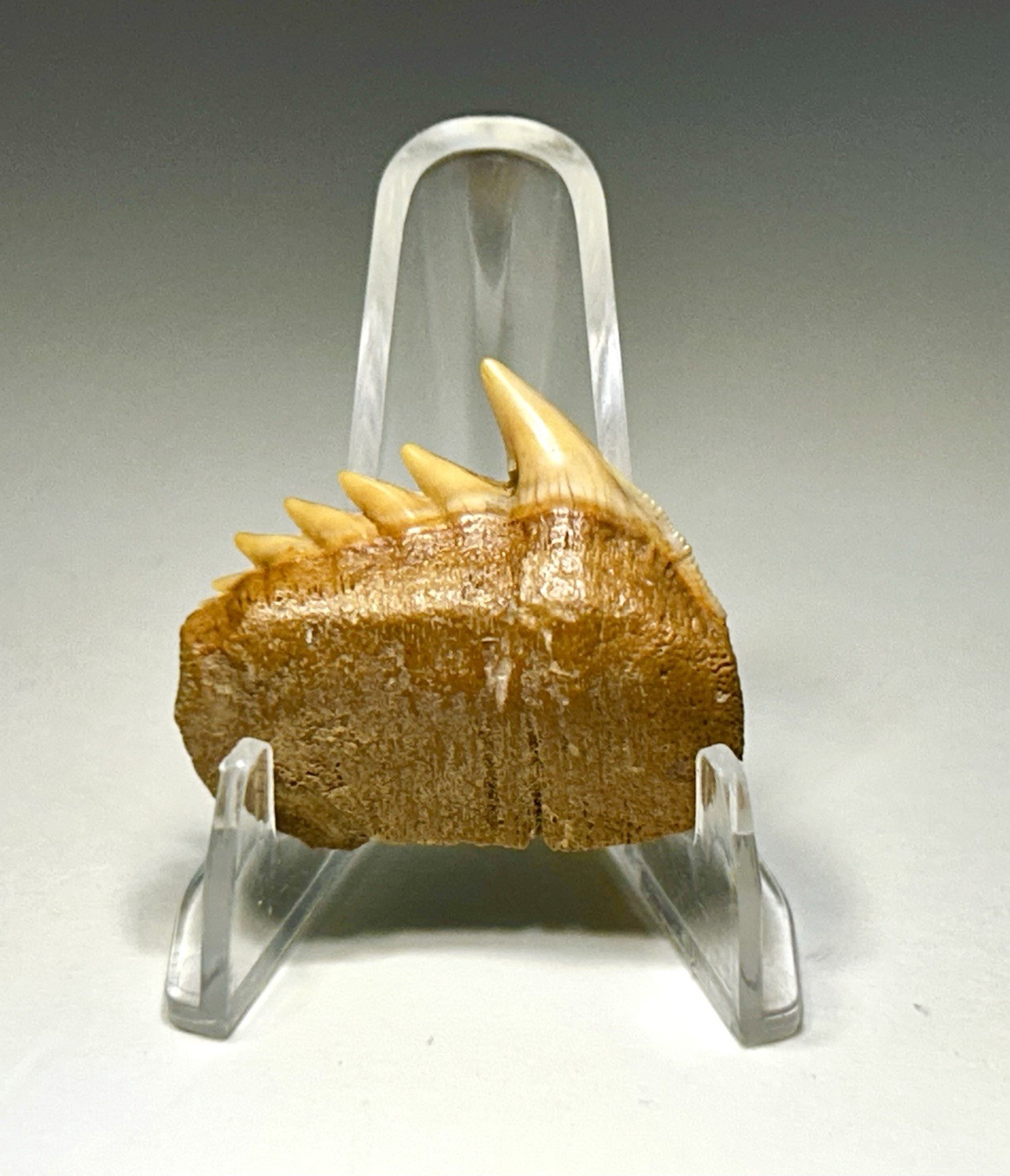 0.99” Upper Jaw Chilean Hexanchus Gigas Sixgill Cow Shark Tooth Rare 🎃 Colors