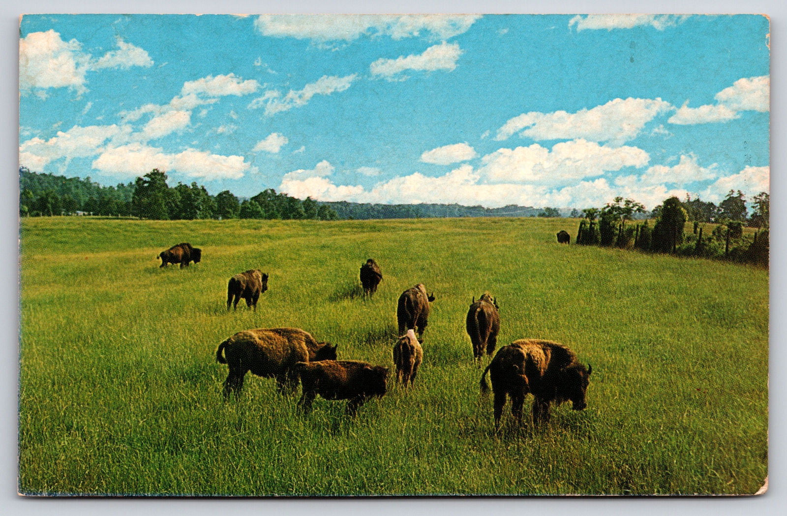 Animals~Air View Buffalo Grazing In Field~Vintage Postcard Animals~Air View Buffalo Grazing In Field~Vintage Postcard