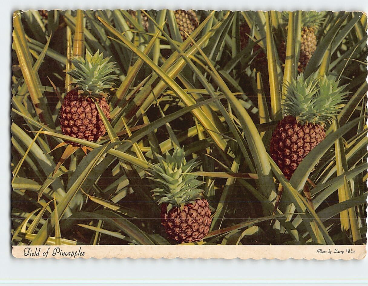 Postcard Field of Pineapples, Hawaii