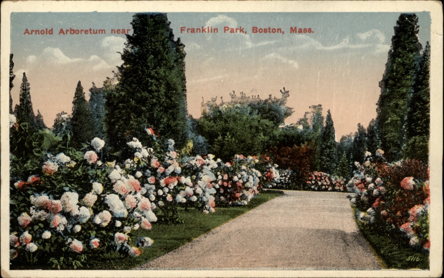 Arnold Arboretum Franklin Park Boston MA Pathway Flowers vintage postcard g803
