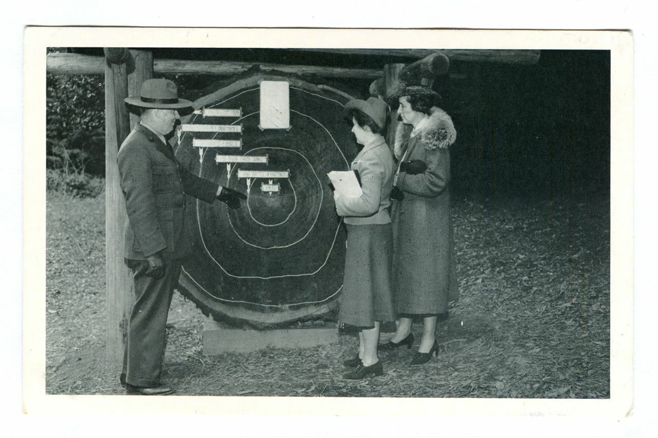 Vintage MUIR WOODS Calif REDWOOD TREE Rings of Growth BARDELL Photo POSTCARD
