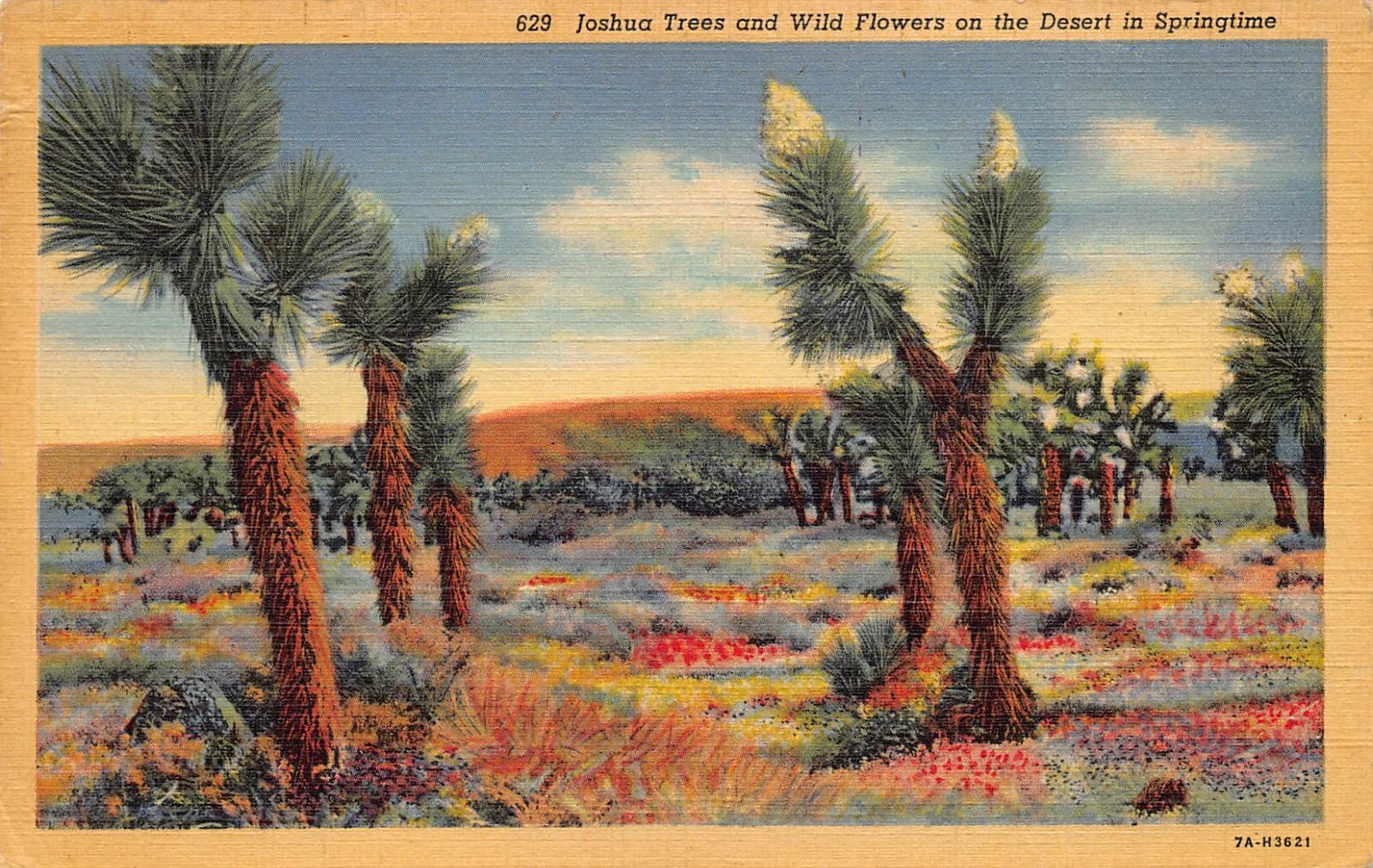 Lot of 2 Joshua Trees, California and Arizona Linen Postcards 1945 Lot of 2 Joshua Trees, California and Arizona Linen Postcards 1945