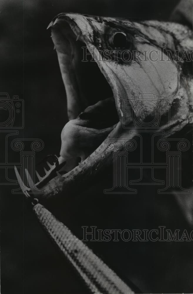 1978 Press Photo Denton Fish from Ecuador\'s Aguarico River - mja43921