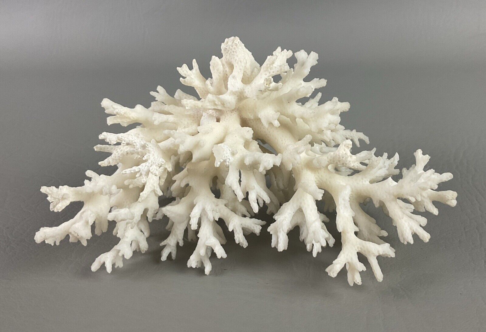 Natural White Branch Finger lace Coral Sea Ocean Reef Aquarium Decor Specimen