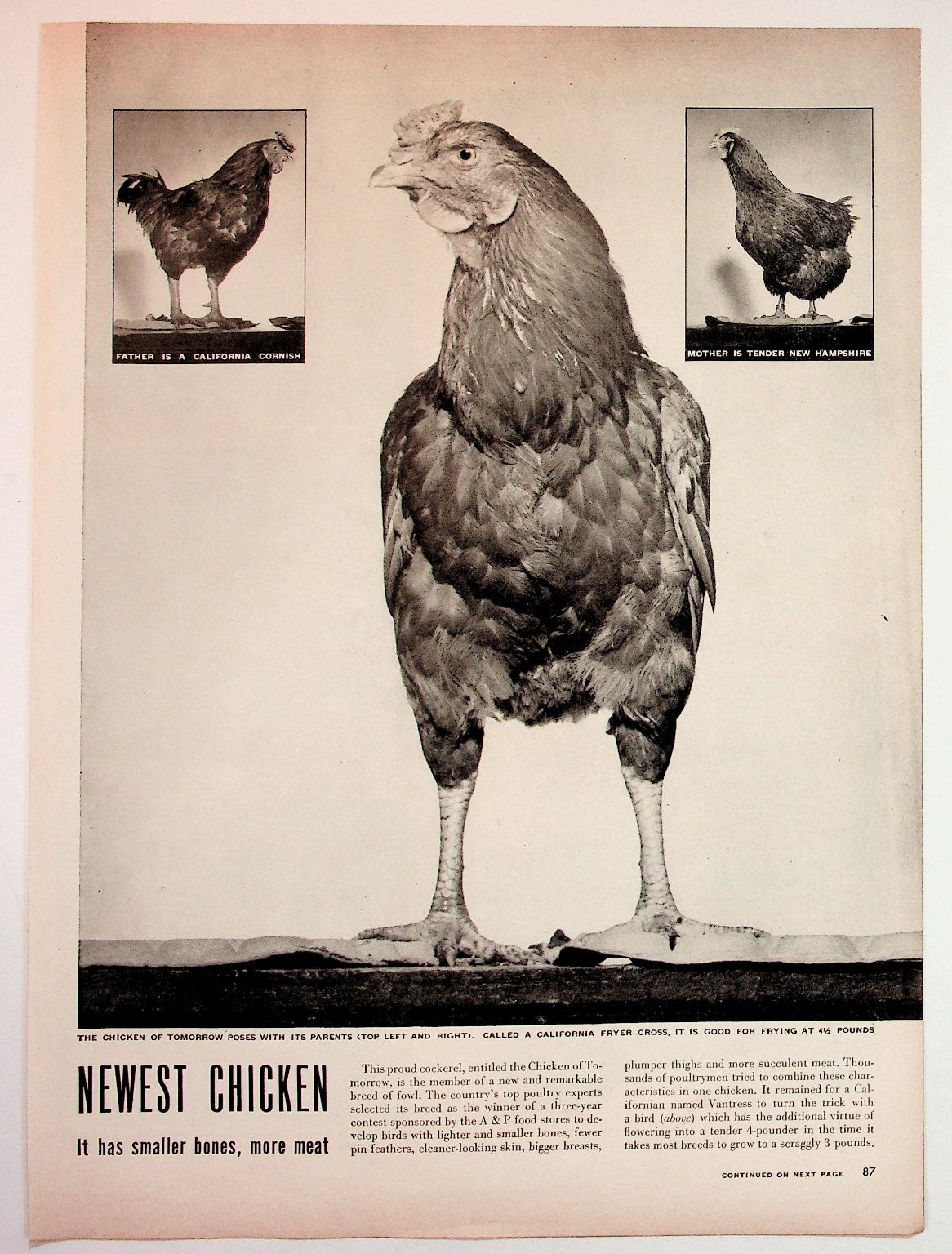 1940s Chicken of Tomorrow Fred Astaire Edgeworth Tobacco Magazine Ad