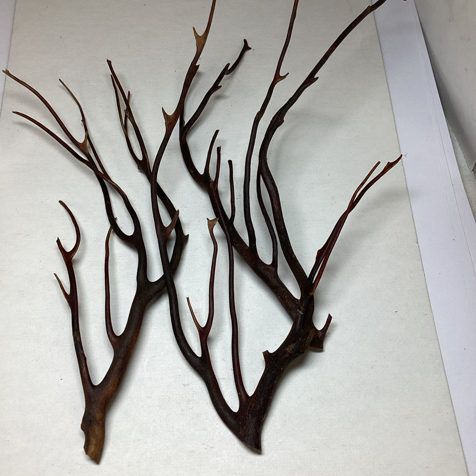 3 Antique Raw Black Coral Branches Hawaii Prior To 1940 #300