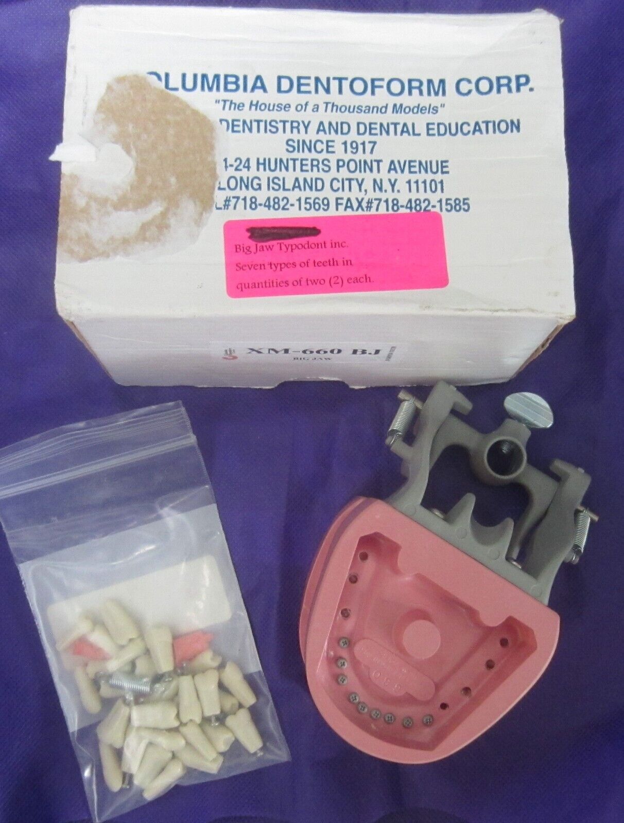 Vintage Columbia Dentoform New York Hinged Posable Teaching Model Teeth Dental 