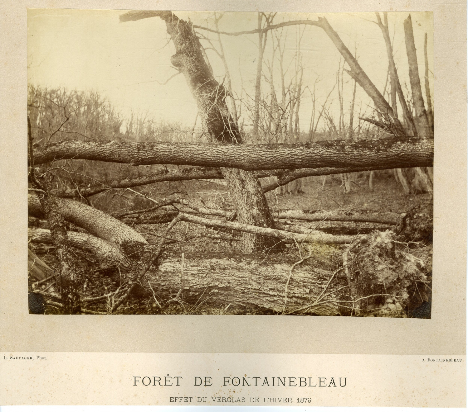 Sauvager, Forest of Fontainebleau, Vintage Albumen Print Tirag Ice Effect
