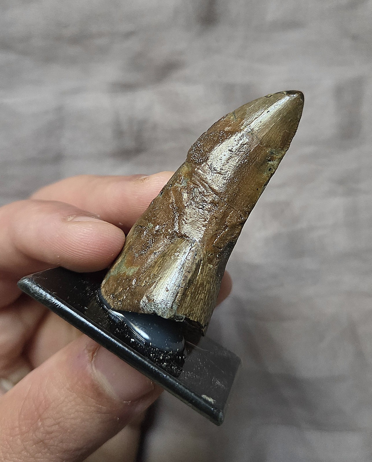 Rare Large Bargain Daspletosaurus Tyrannosaur Theropod Dinosaur Tooth Fossil