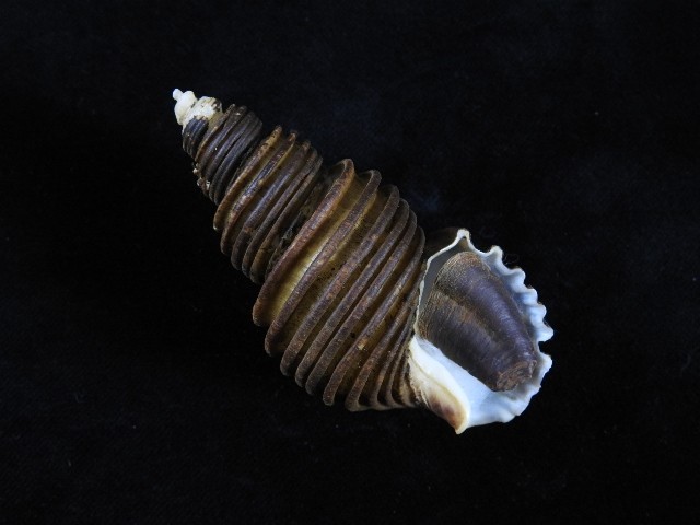 Sea Shell Ancistrolepis grammatus 89.6mm ID#9447