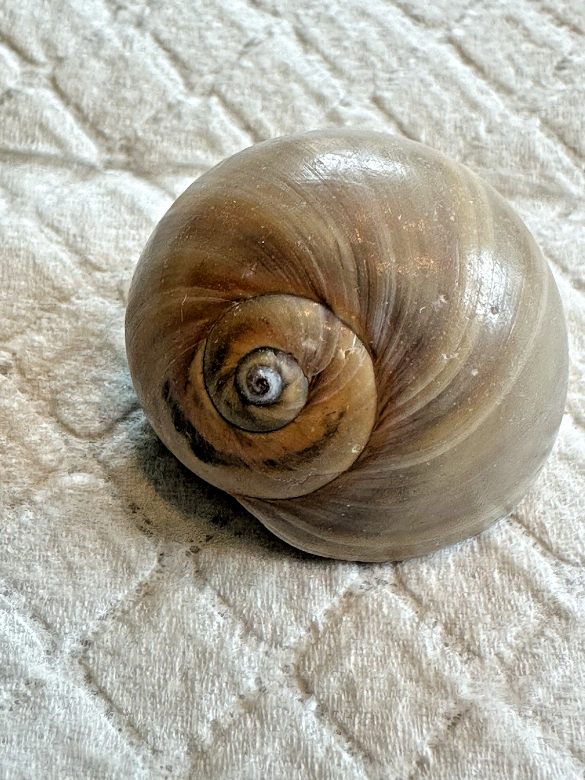 Shells Large Moon Snail Shark Eyes 30 Ct In Mason Jar From North Carolina Clean