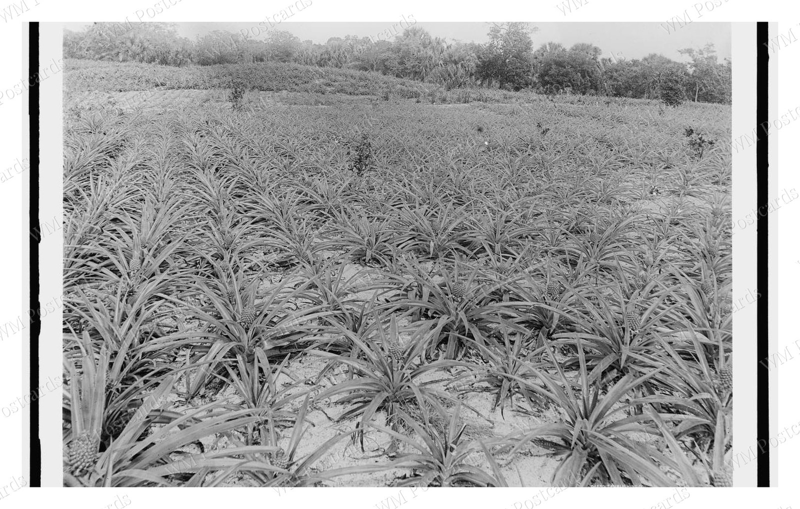 Indian River Florida 1880 Pineapple Field Rows Standard Postcard