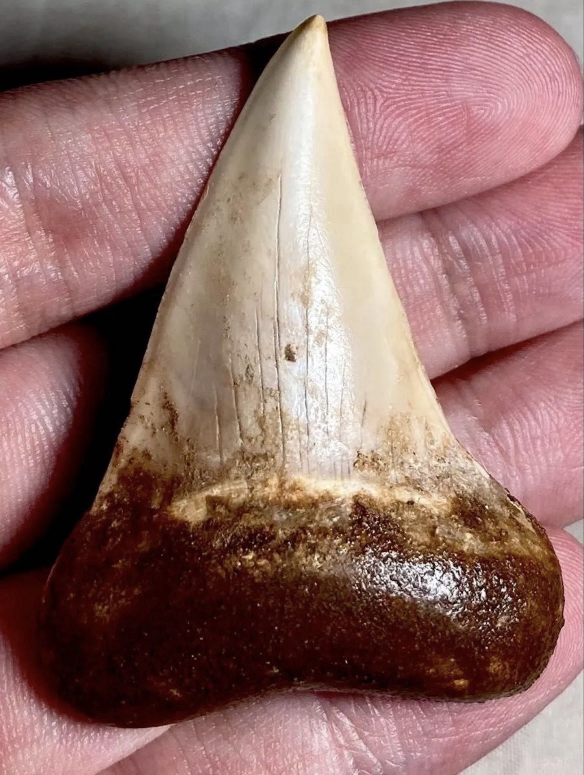 Rare Peru Carcharodon Hastalis Fossil Shark Tooth 55mm Pisco Formation