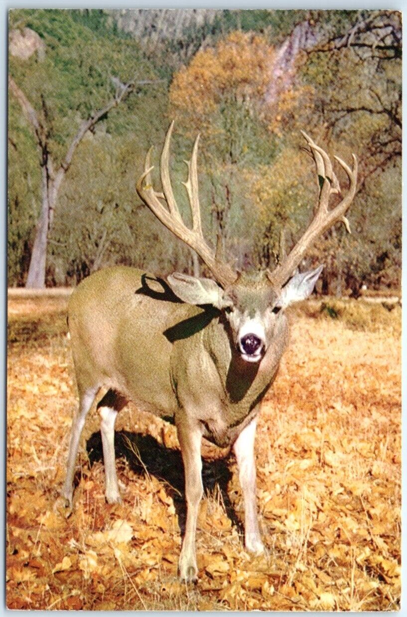 Postcard - Mule Deer