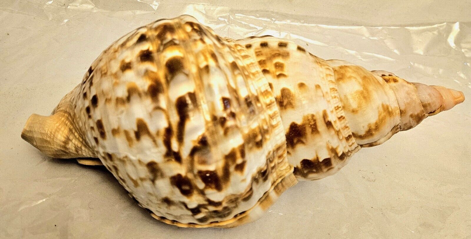 11 inch Polished Pacific Triton Trumpet Seashell Shells Seashells