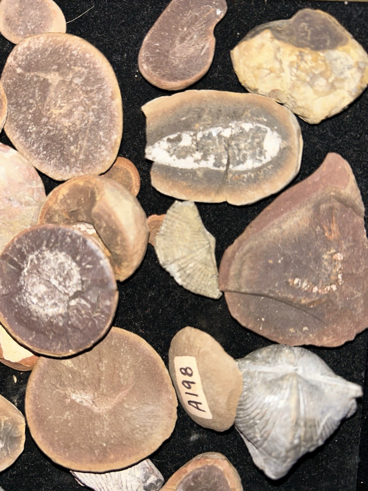 Fossil Marine Worm, Pit 11, Mazon Creek, Illinois USA Choose 5 , Limited Item