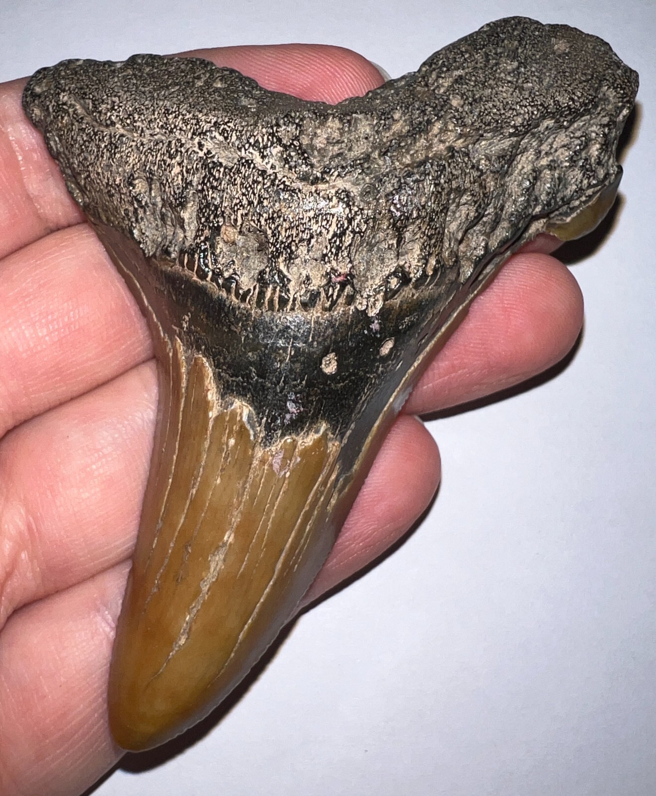MONSTER AURICULATUS Fossil Shark Tooth 3.6 IN MEGALODON ANCESTOR NO REPAIR