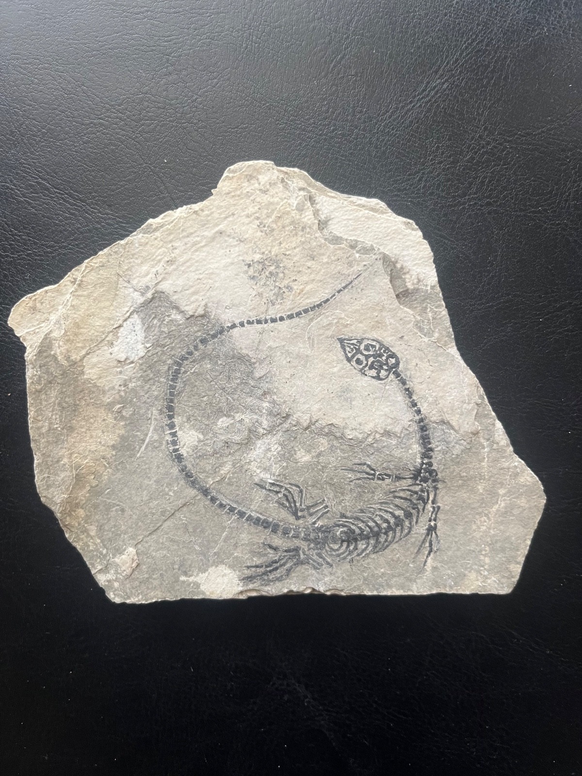 AMPHIBIAN-NOTHOSAURIA-Jurassic diving dragon -dragon dinosaur fossil-4