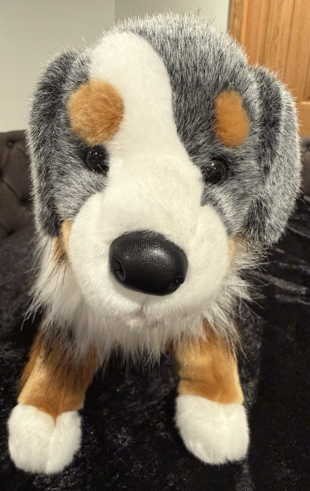 Douglas Sinclair Australian Shepherd Plush #2019 Blue Merle Aussie With 2017 Tag