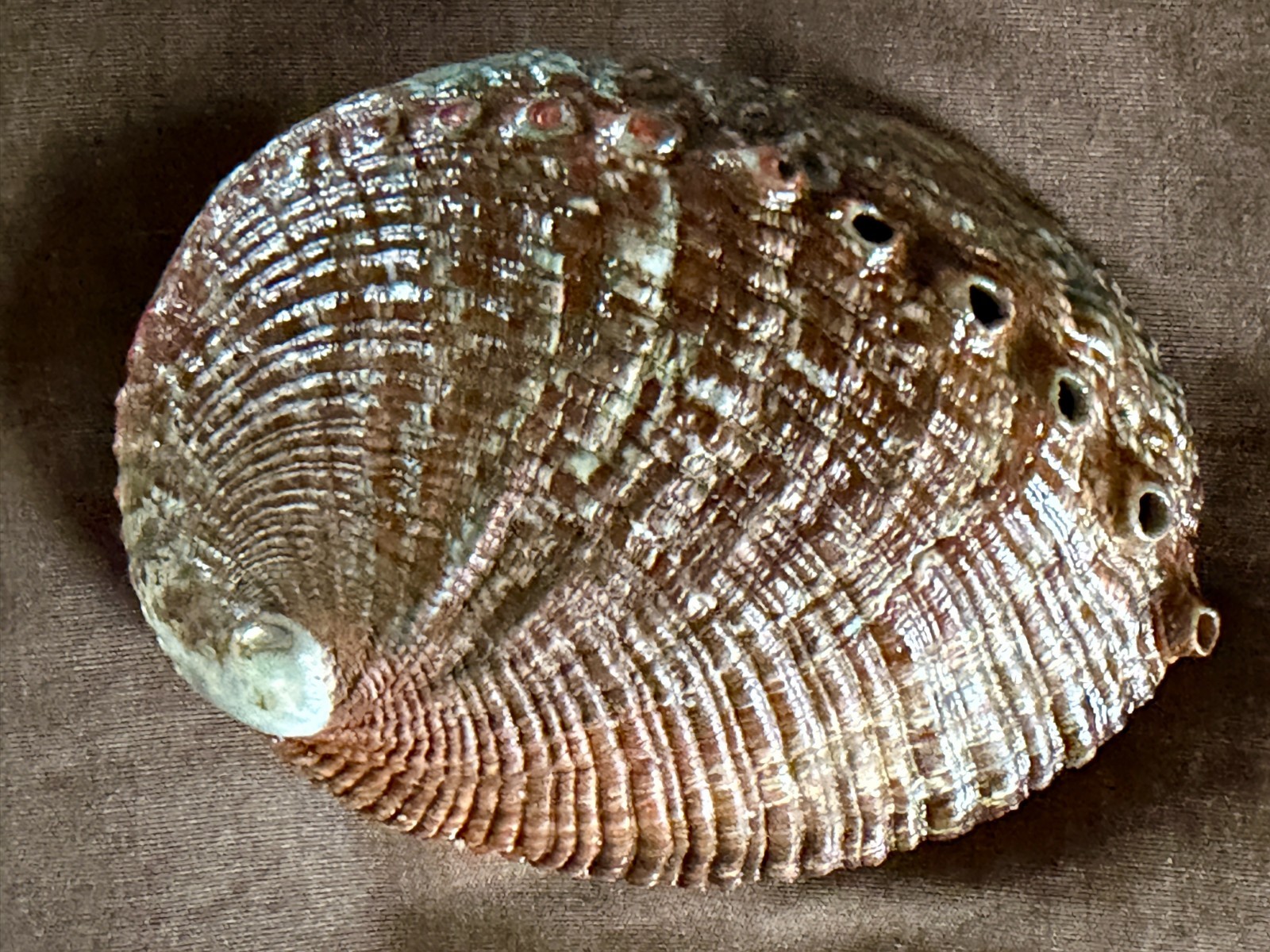 HALIOTIS KAMTSCHATKANA ASSIMILIS: LARGER THAN MY LAST OFFERINGS @ 101.54MM