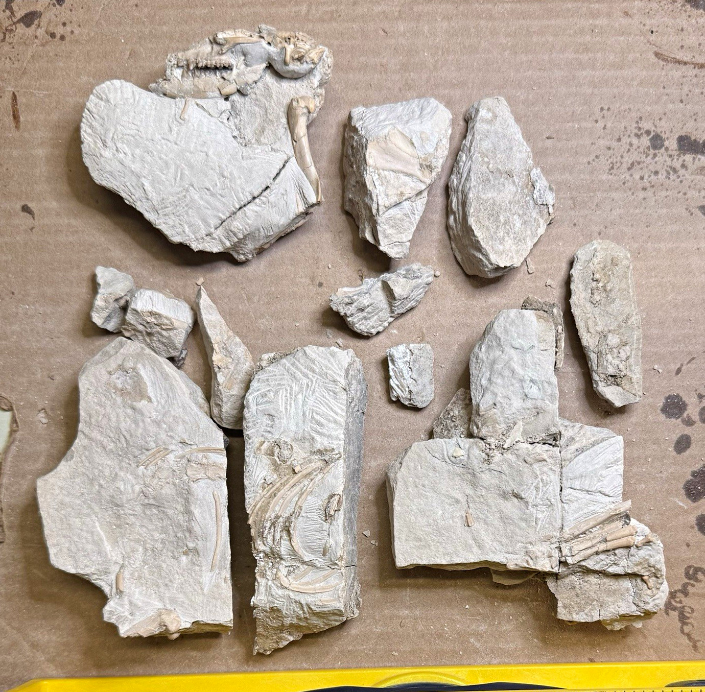 Unprepared Fossil - Oligocene Mammal Leptictis - RARE Fossil Predator