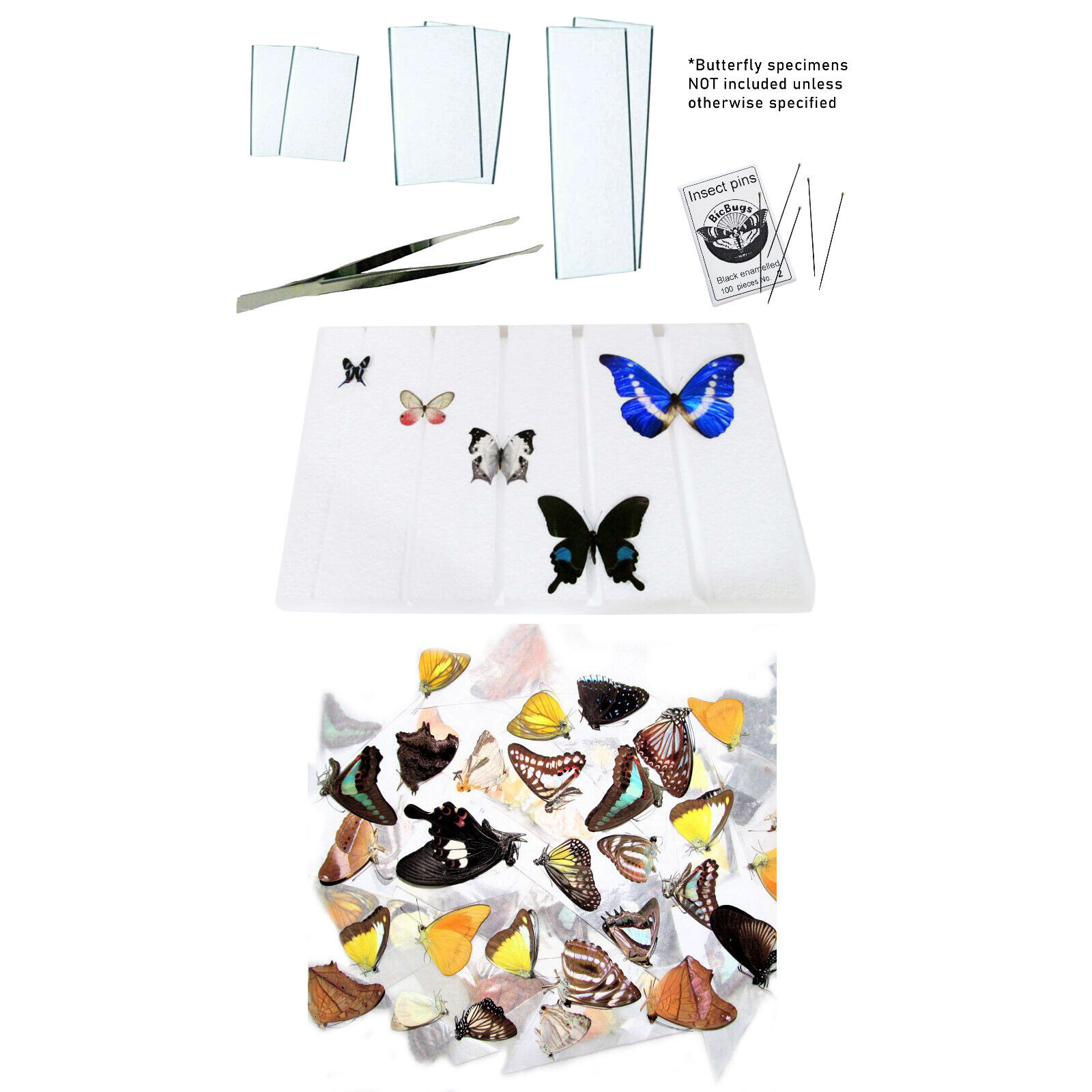 BicBugs pinning kit - kit + unmounted moths/butterflies