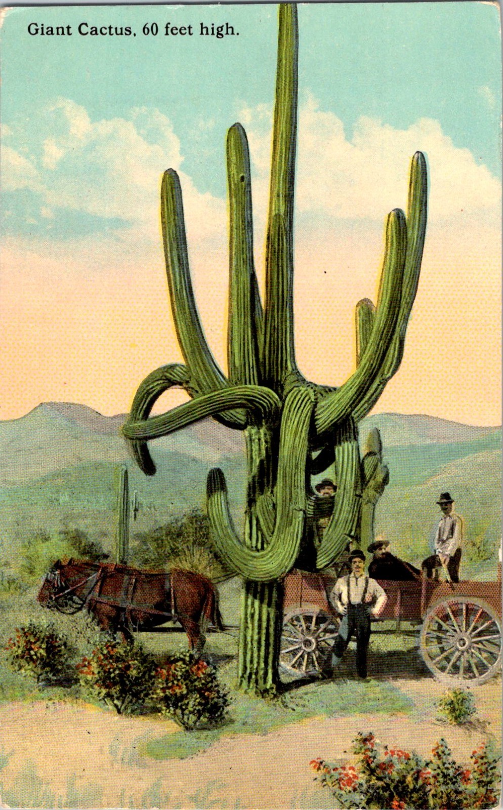Arizona Giant Saguaro Cactus 60 Feet High Vintage Linen Postcard Unposted