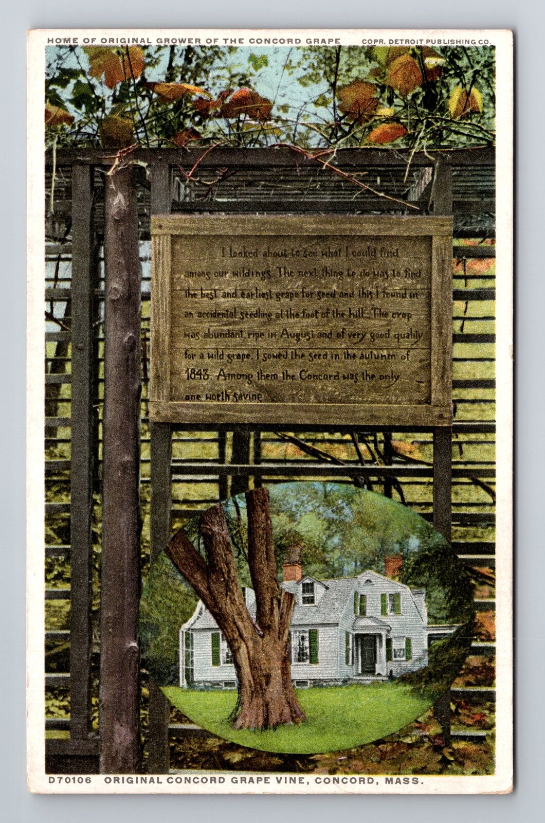Concord MA-Massachusetts, Original Concord Grape Vine, Antique Vintage Postcard