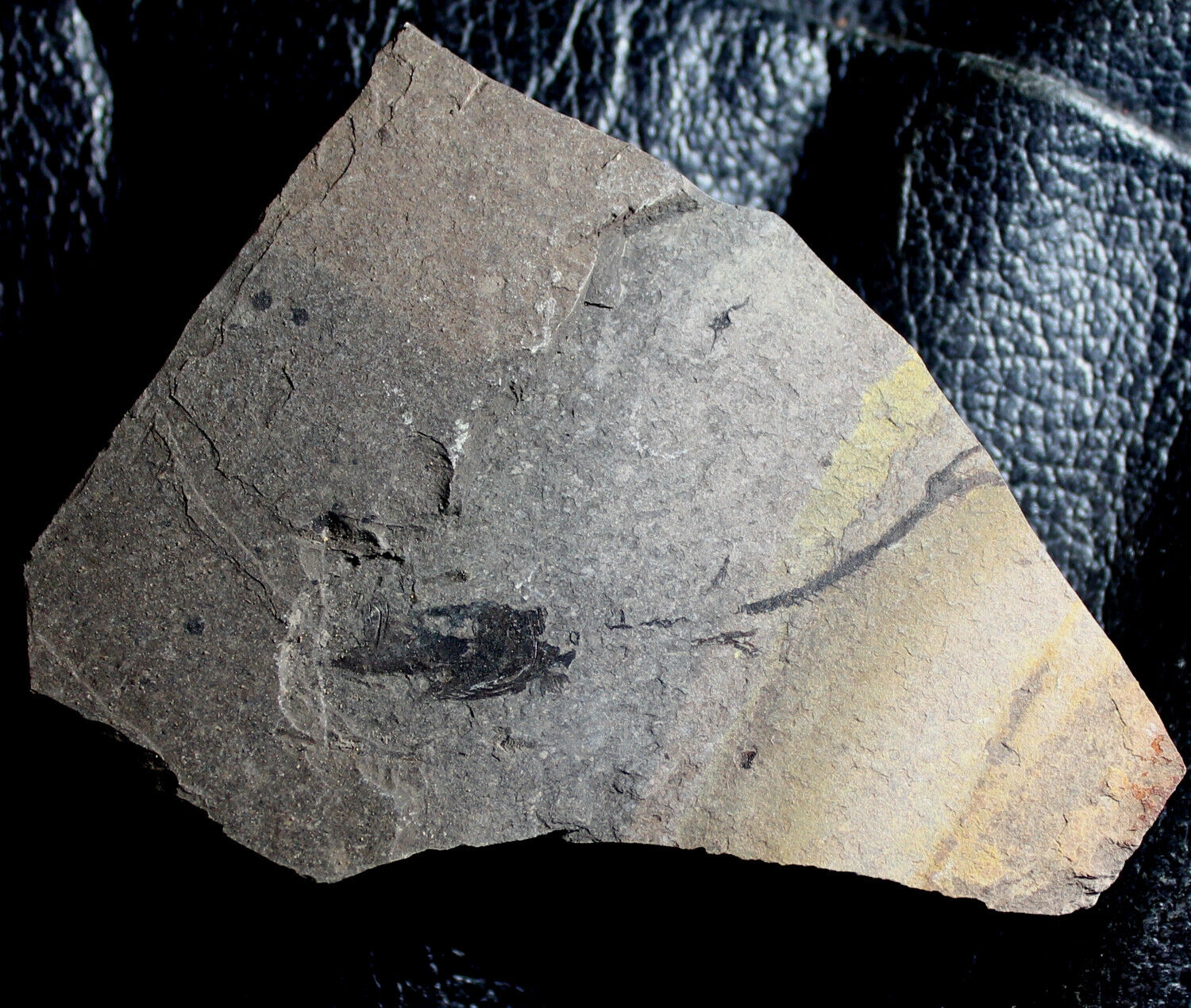 Argentinidae -  Oligocene fossil fish