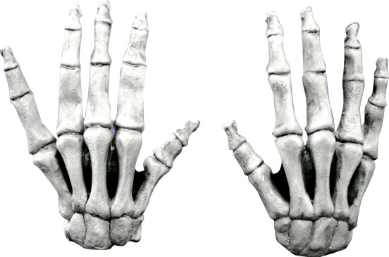 Ghoulish Productions Large Skeleton Hands White Halloween Costume Cosplay