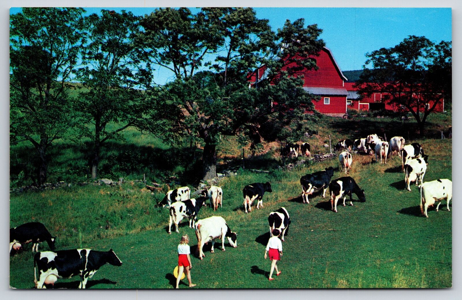 Animal~Bringing In The Cows Down On The Farm~Vintage Postcard