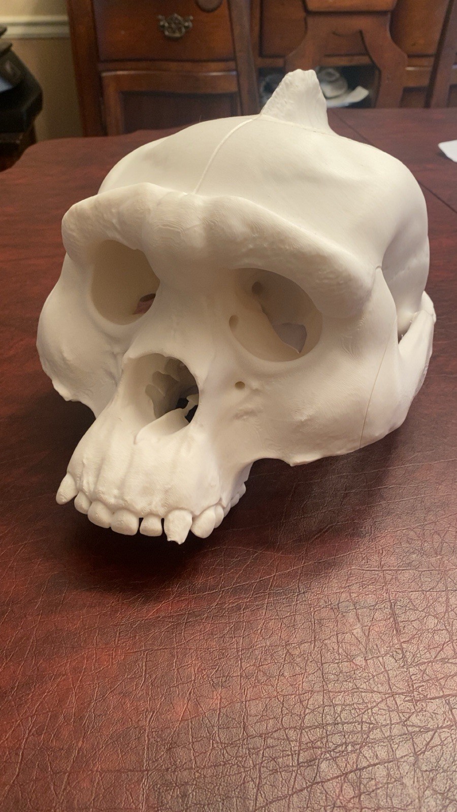 MASSIVE Sasquatch Skull 3d Printed Model