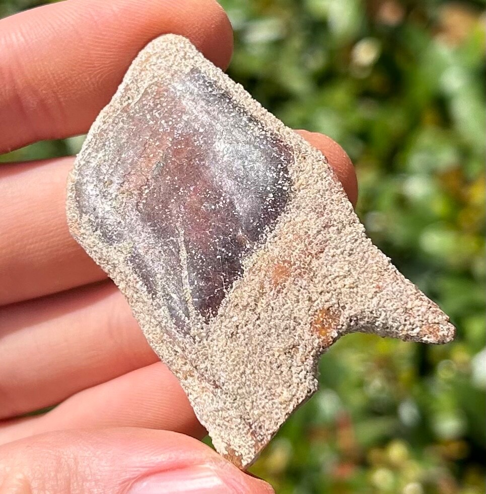 HUGE Kem Kem Fossil Gar Fish Scale 2.09” Morocco Cretaceous Age