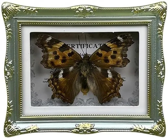 1Pcs Real Butterfly Framed Handmade, Taxidermy Butterfly Shadow Box Collection,