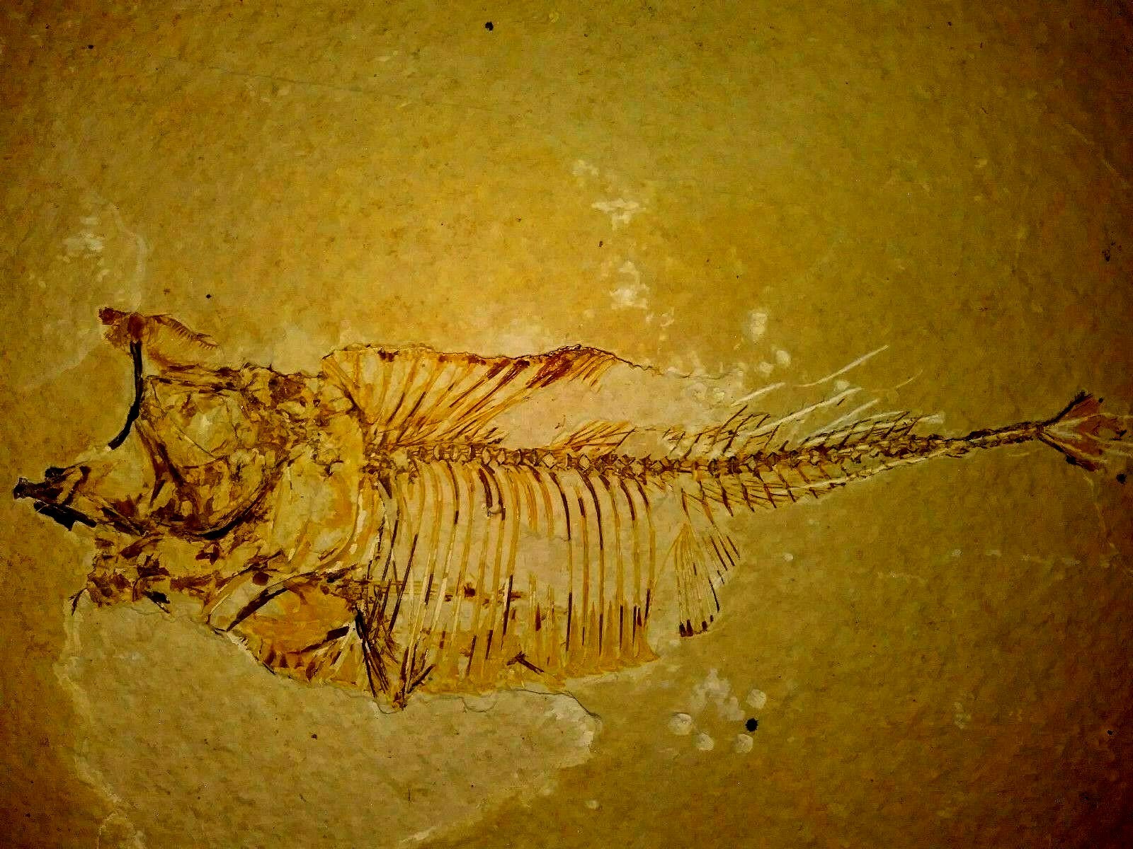 KNIGHTIA FOSSIL,GEM MUSEUM-QUALITY, DRAMATIC POSE, GREEN RIVER FM. WY, 6.5 IN. KNIGHTIA FOSSIL,GEM MUSEUM-QUALITY, DRAMATIC POSE, GREEN RIVER FM. WY, 6.5 IN.