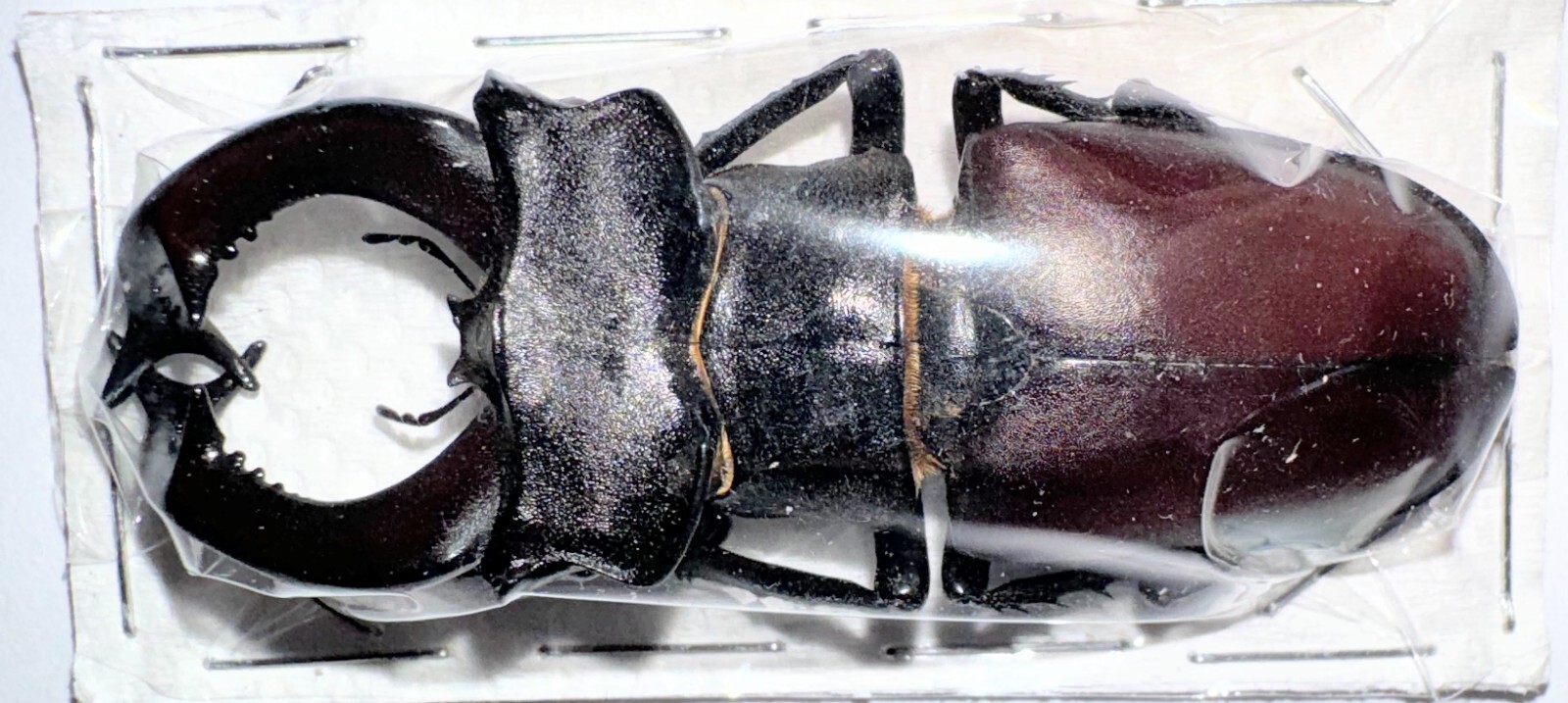 Lucanidae Lucanus cervus 67-69mm A1 from SERBIA - #4146B