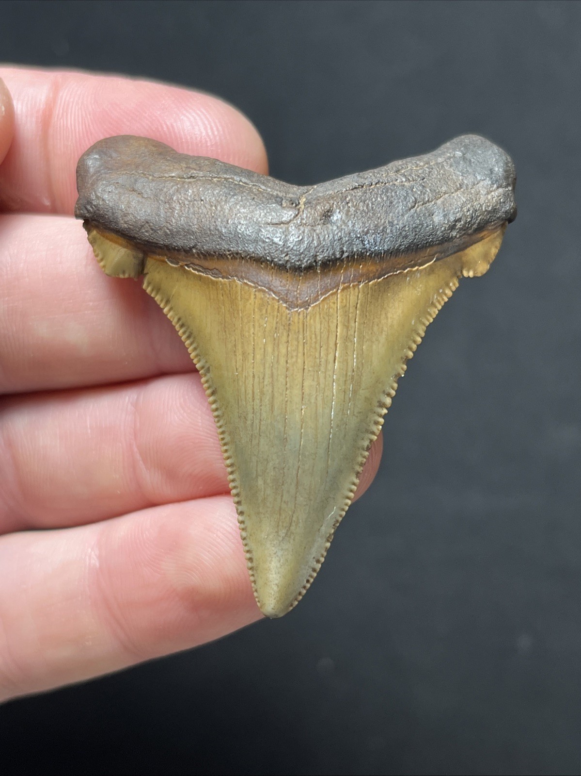 Big Grade A+  Angustidens Fossil Shark Tooth Olive / Dark Root Summerville, SC