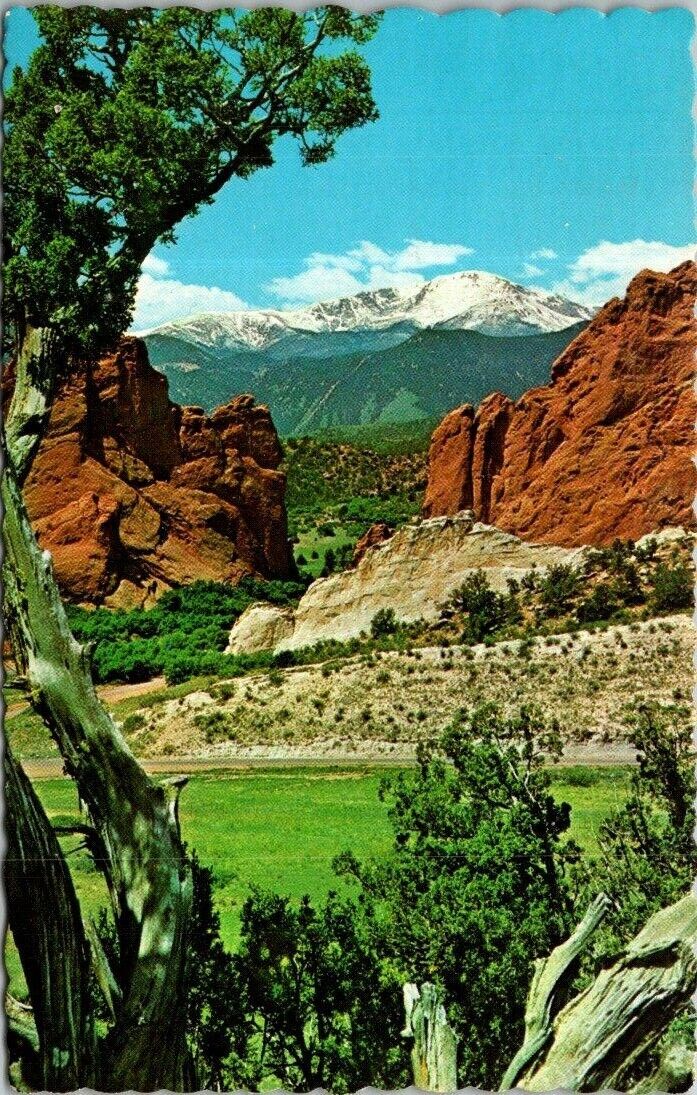 Vtg Colorado Pikes Peak Old Cedar Tree Gateway Garden of The Gods CO Postcard