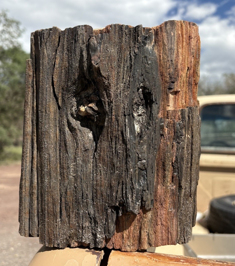 ☘️RR⛏️: Rough Detailed Woodworthia Petrified Wood, NE AZ. 15+ Lb.