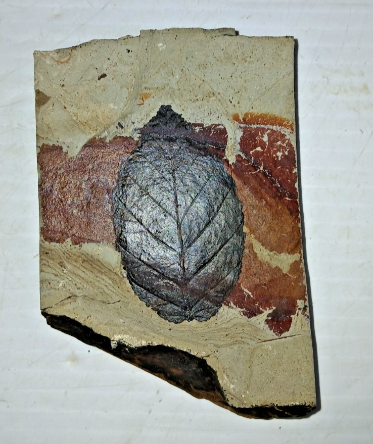 Eocene Leaf Fossil Green River Formation?
