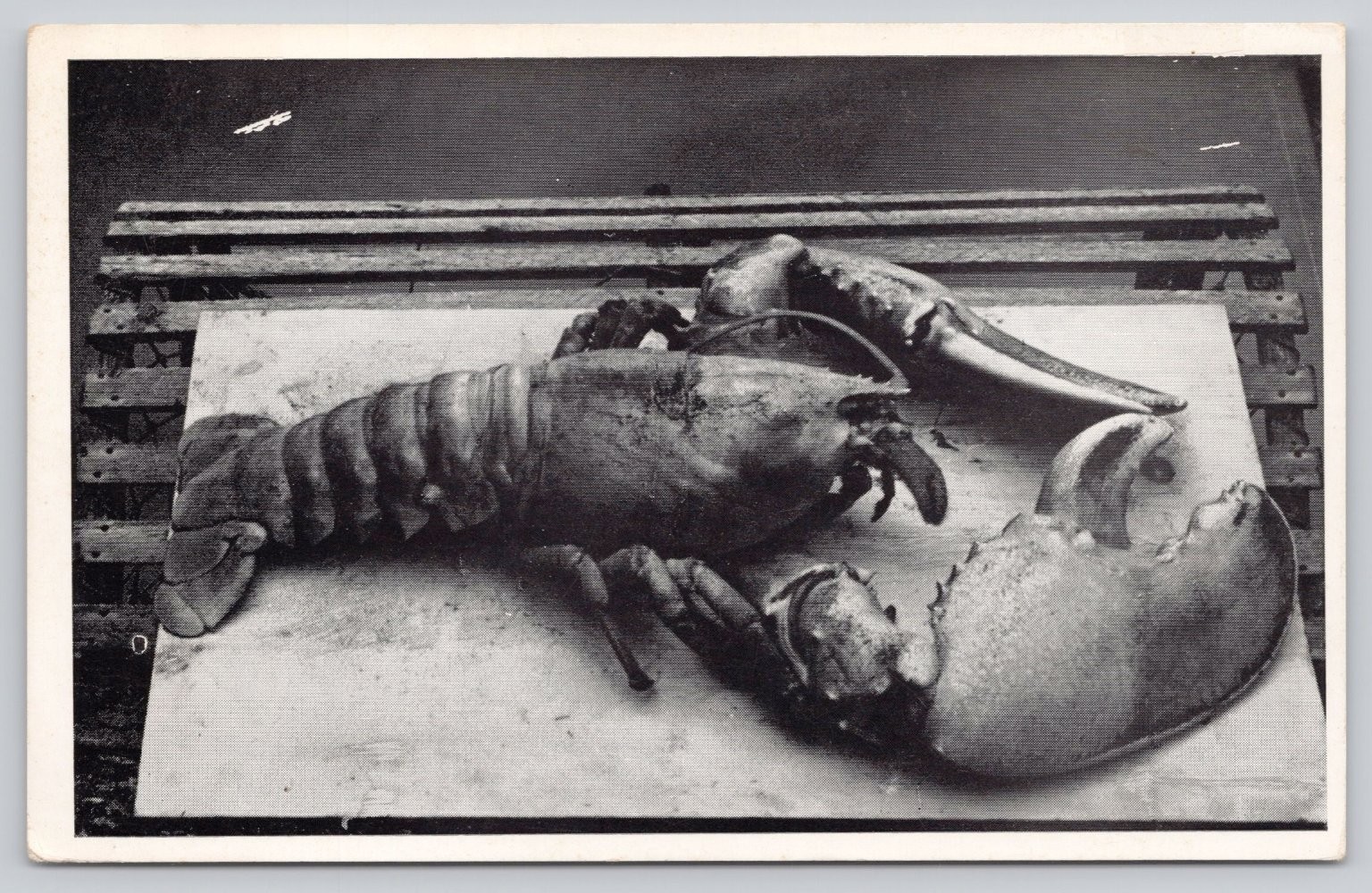 RPPC Kobs\' Searsport Maine GIANT 26.5 LB Lobster Pound US Highway 1 Postcard