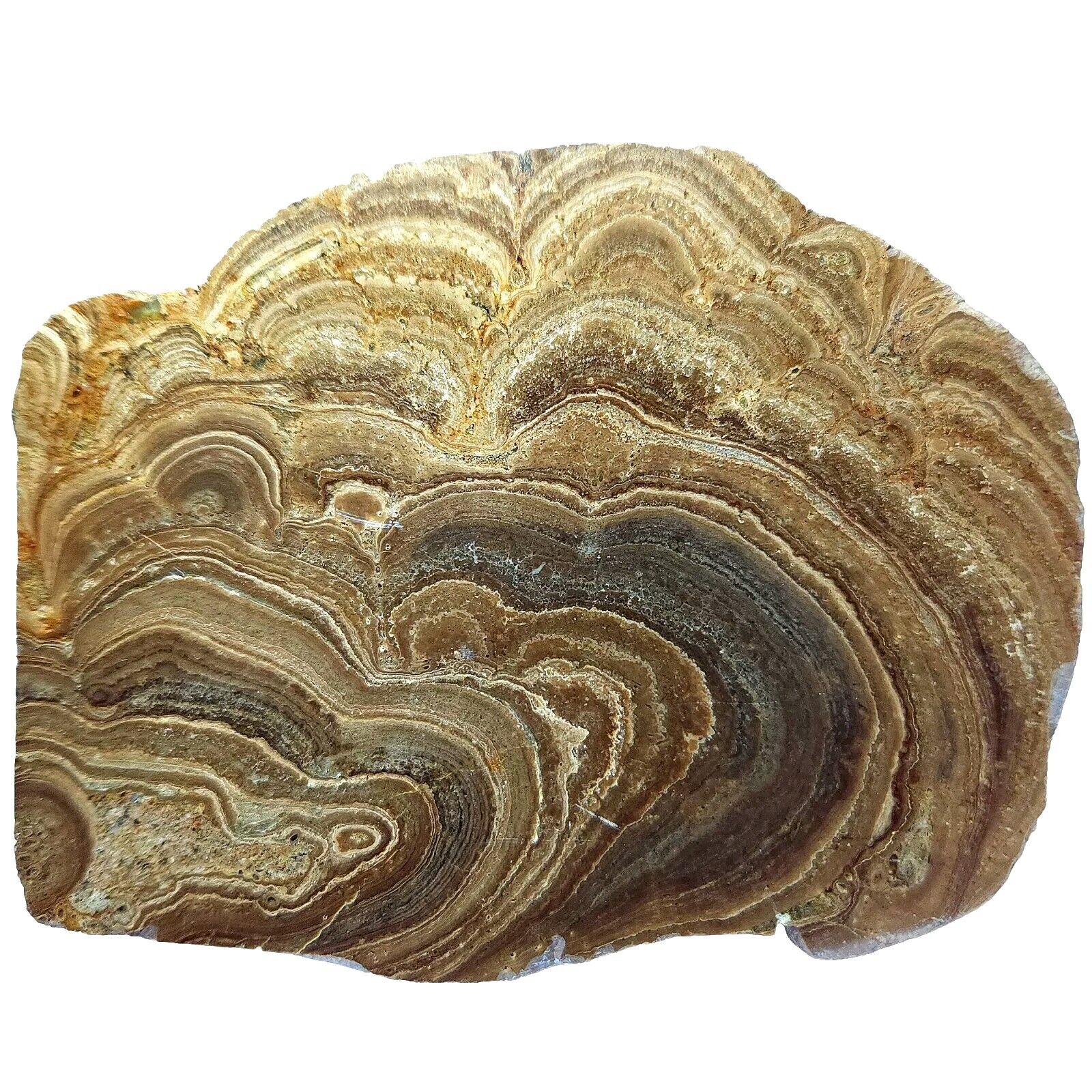 Rare Polished Stromatolite Fossil, Miocene Age, Los Angeles County, USA, 340g