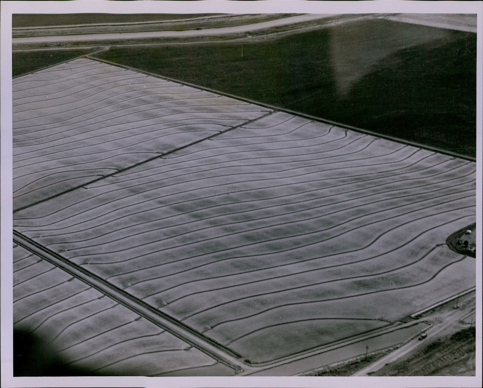 LG871 1956 Original Photo GRACEFUL CONTOURS Mendota District West Side Rice Crop