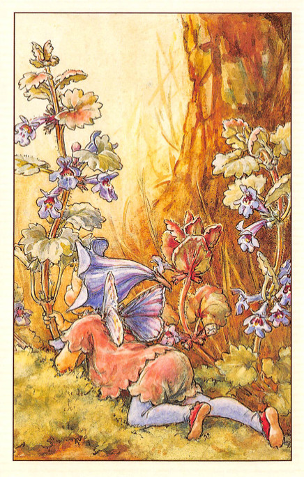 Flower Fairy Postcard: Toddler Fairy in Purple with Creeping Charley / Ivy