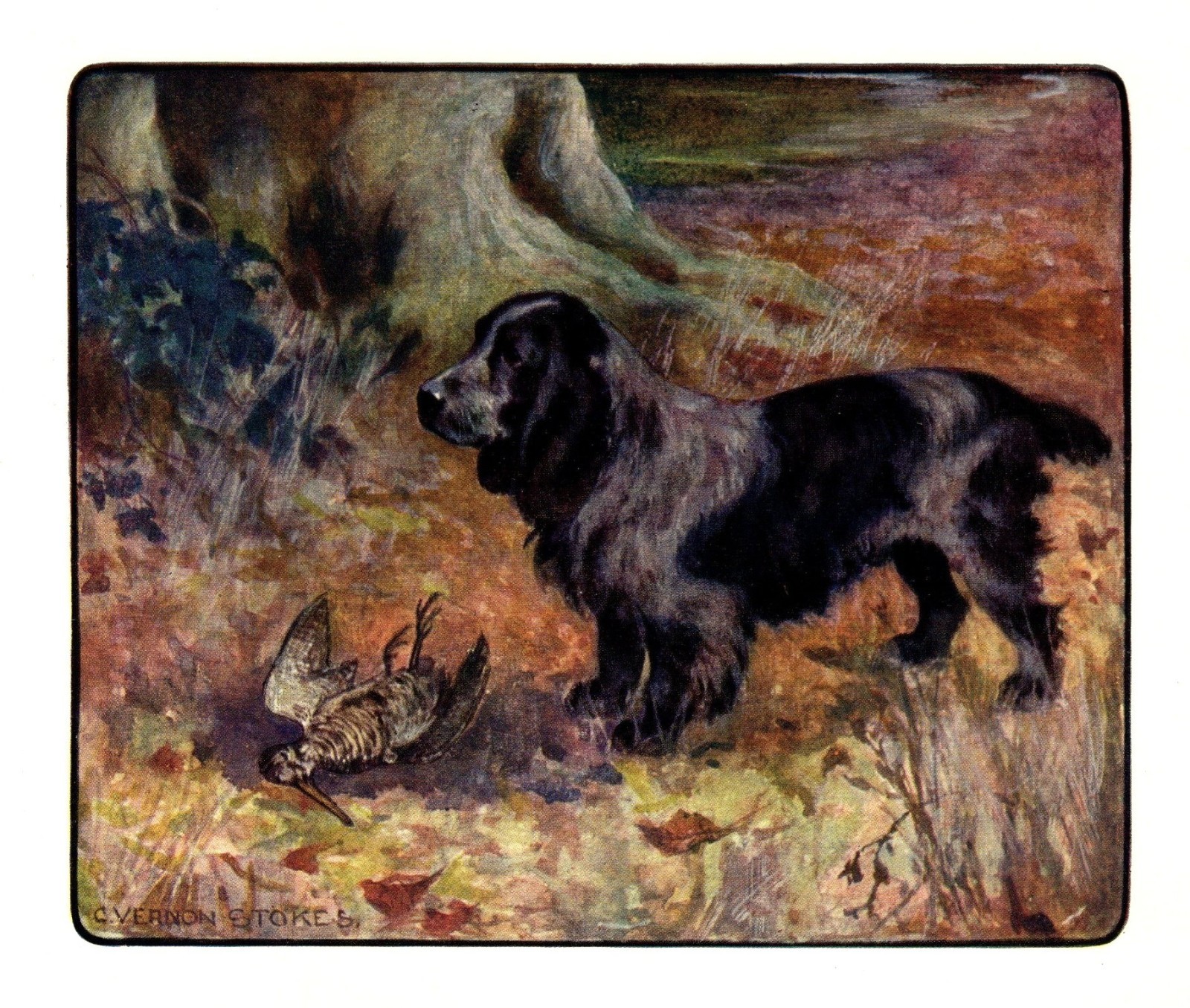 1906 Antique Cocker Spaniel Print Stokes Hunting Dog Art Illustration 7126b