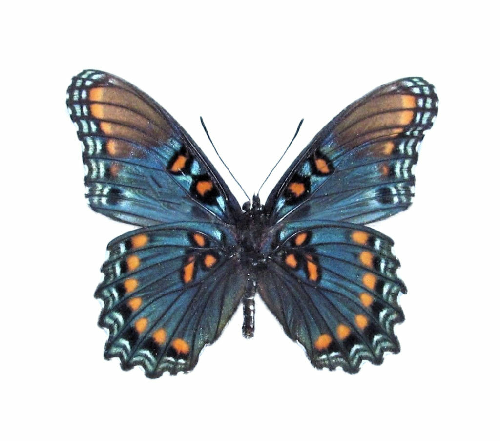 Limenitis arizonensis blue red spotted purple verso butterfly AZ wings closed